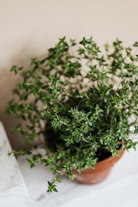What Are The 7 Most Used Herbs?